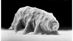 Electron micrograph of the tardigrade via Research Gate